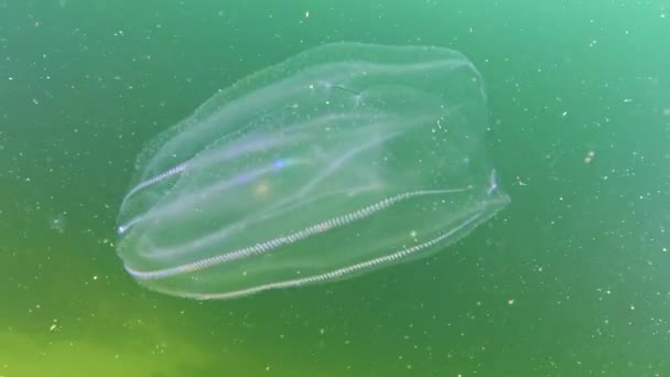 Ctenophorlar Karadeniz Taraklı Istilacısı Denizanası Mnemiopsis Leyleği Karadeniz — Stok video