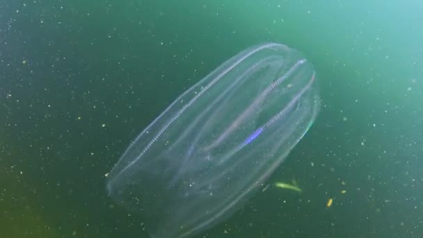 Ctenophores 黒海への櫛侵入者 クラゲMnemiopsis嘘 — ストック動画