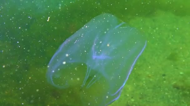 Ktenophore Kamminvasoren Ins Schwarze Meer Quallen Mnemiopsis Leidy Schwarzes Meer — Stockvideo