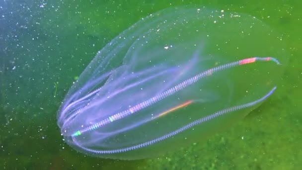 Ktenophore Kamminvasoren Ins Schwarze Meer Quallen Mnemiopsis Leidy Schwarzes Meer — Stockvideo