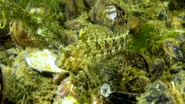 Dokunaçlı blenny (Parablennius dokunaçularis). Karadeniz Balığı