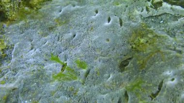 Kumun yüzeyindeki deniz mantarı, Karadeniz. Denizin ekolojisi, kirlilik.