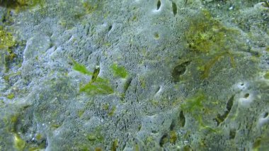 Kumun yüzeyindeki deniz mantarı, Karadeniz. Denizin ekolojisi, kirlilik.