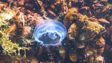 Karadeniz faunası. Aurelia aurita (Ay denizanası, Ay denizanası, yaygın denizanası, veya çay tabağı denizanası)