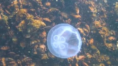 Karadeniz faunası. Aurelia aurita (Ay denizanası, Ay denizanası, yaygın denizanası, veya çay tabağı denizanası)