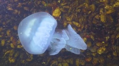 Dokunaçlara yakın çekim. Kalınlıkta yüzen (Rhizostoma pulmo), genellikle varil denizanası, fırfırlı ağızlı denizanası olarak bilinir). Karadeniz 
