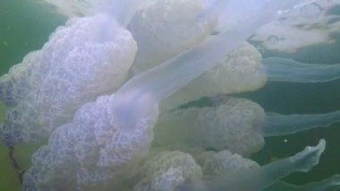 Dokunaçlara yakın çekim. Kalınlıkta yüzen (Rhizostoma pulmo), genellikle varil denizanası, fırfırlı ağızlı denizanası olarak bilinir). Karadeniz 