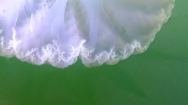 Dokunaçlara yakın çekim. Kalınlıkta yüzen (Rhizostoma pulmo), genellikle varil denizanası, fırfırlı ağızlı denizanası olarak bilinir). Karadeniz 