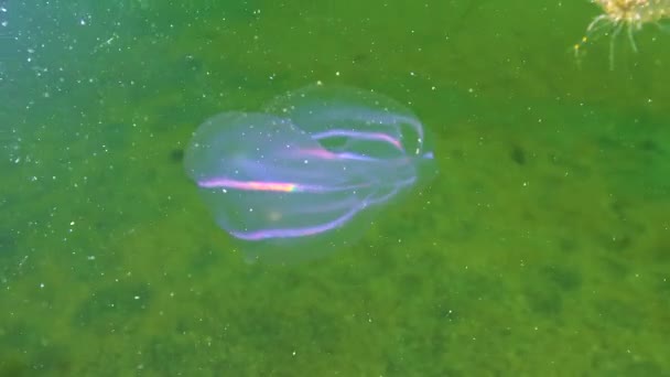 Ctenophores Kam Inkräktare Till Svarta Havet Maneter Mnemiopsis Leidy Svarta — Stockvideo