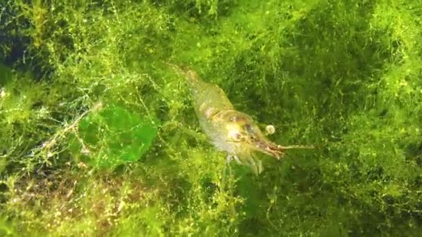 Camarones Fondo Del Mar Palaemon Adspersus Comúnmente Llamado Camarón Del — Vídeo de stock