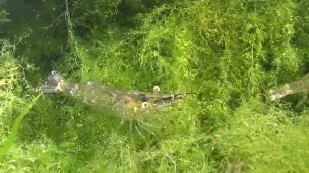 Shrimps Seabed Palaemon Adspersus Commonly Called Baltic Prawn Black Sea — Stock Video