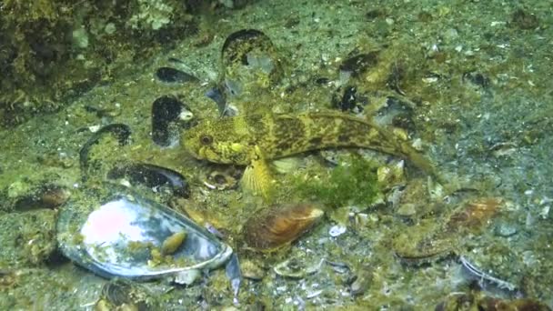Ένα Μεγάλο Ψάρι Της Οικογένειας Gobiidae Στο Βυθό Κολυμπάει Γρήγορα — Αρχείο Βίντεο