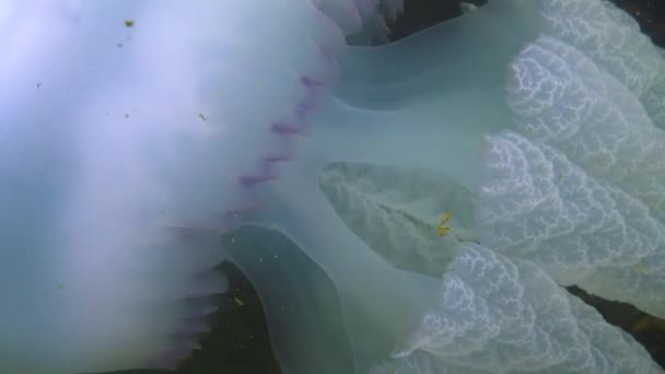 Primo Piano Dei Tentacoli Galleggiante Nello Spessore Rhizostoma Pulmo Comunemente — Video Stock