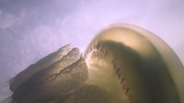 Zbliżenie Macek Pływające Grubości Rhizostoma Pulmo Powszechnie Znany Jako Meduzy — Wideo stockowe