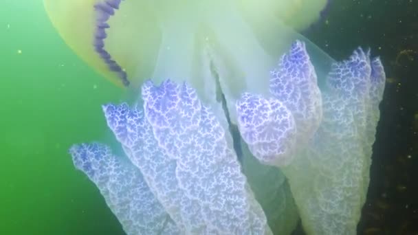 触角的特写 在水母 Rhizostoma Pulmo 中漂浮 通常被称为桶状水母 Barrel Jellyfish 黑海地区 — 图库视频影像