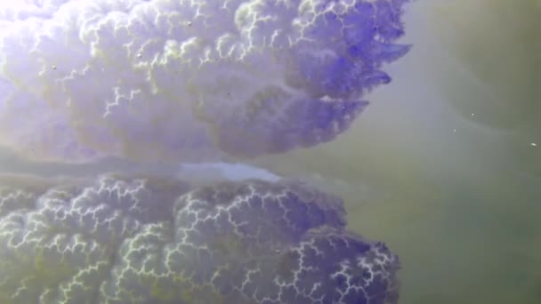 Close Dos Tentáculos Flutuando Espessura Rhizostoma Pulmo Vulgarmente Conhecido Como — Vídeo de Stock