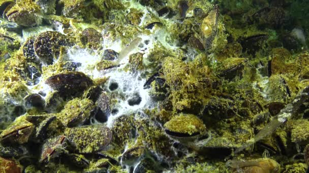 Θαλάσσια Funge Στην Επιφάνεια Της Άμμου Μαύρη Θάλασσα Οικολογία Της — Αρχείο Βίντεο