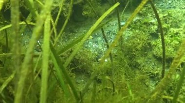 Yeşil geniş burunlu boru balığı (Syngnathus typhle) Zoster deniz otunun çalılıklarında kamufle edilir. Karadeniz