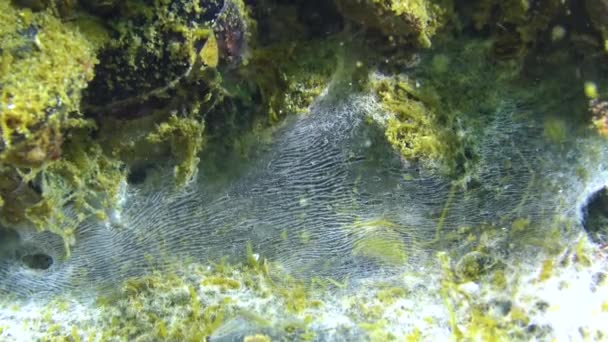 Meeresfunke Auf Der Oberfläche Des Sandes Dem Schwarzen Meer Ökologie — Stockvideo
