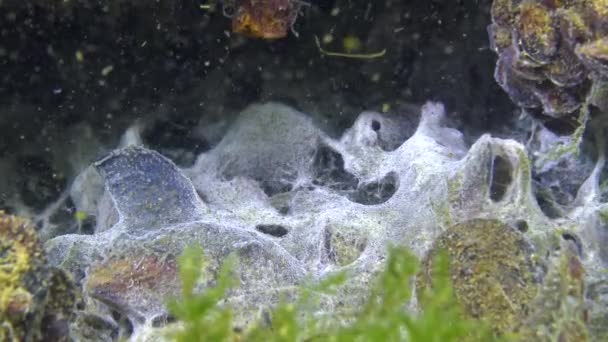 Marin Svamp Ytan Sand Svarta Havet Ekologi Havet Föroreningar — Stockvideo