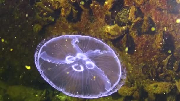 Fauna Del Mar Nero Aurelia Aurita Gelatina Lunare Medusa Lunare — Video Stock