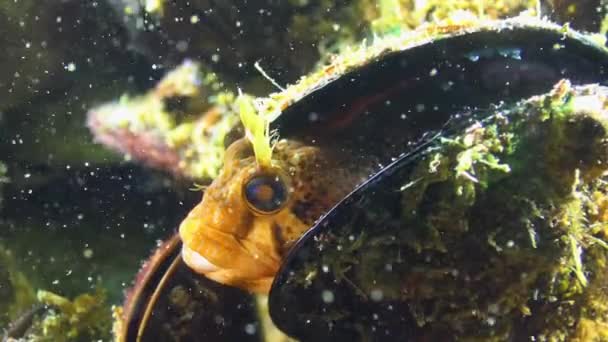 Заточений Блондин Parablennius Tentacularis Риба Чорного Моря — стокове відео
