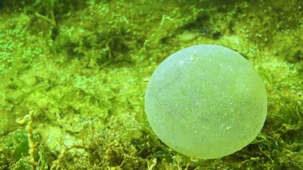 Una Bola Viscosa Con Huevos Del Gusano Mar Poliqueto — Vídeo de stock