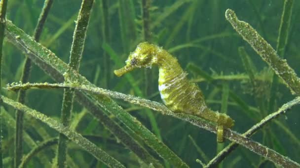 Kurzschnauziges Seepferdchen Hippocampus Hippocampus Dickicht Des Seegrases Zostera Schwarzes Meer — Stockvideo