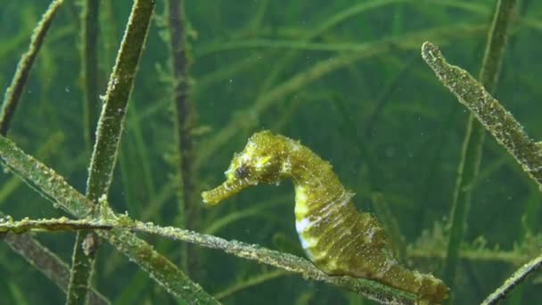 Short Snouted Seahorse Hippocampus Hippocampus Thickets Sea Grass Zostera Black — Stock Video