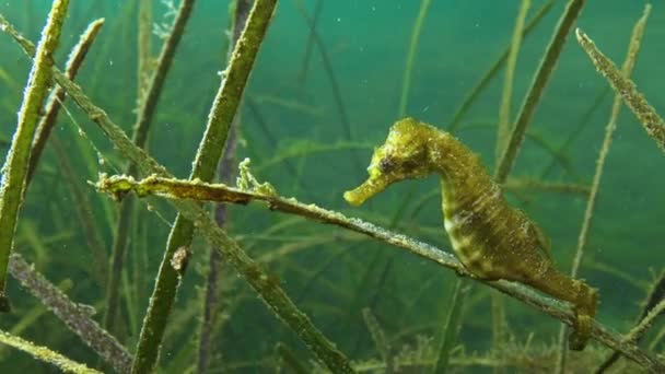 Short Snouted Seahorse Hippocampus Hippocampus Thickets Sea Grass Zostera Black — Stock Video