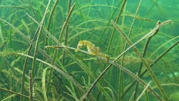 Короткорылый Морской Конёк Hippocampus Hippocampus Зарослях Морской Травы Zostera Черное — стоковое видео