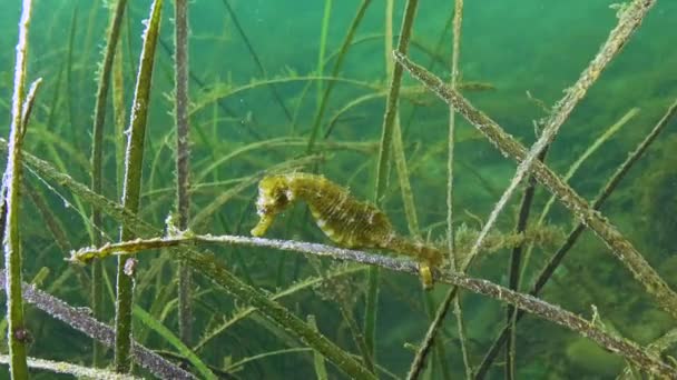 Short Snouted Seahorse Hippocampus Hippocampus Thickets Sea Grass Zostera Black — Stock Video