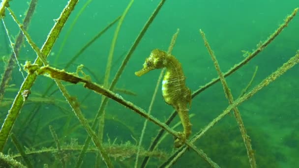 Short Snouted Seahorse Hippocampus Hippocampus Thickets Sea Grass Zostera Black — Stock Video