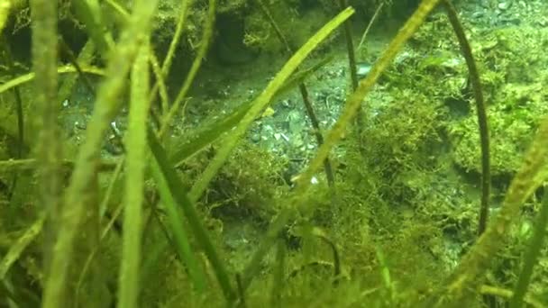 Pesce Palla Verde Dal Naso Largo Syngnathus Typhle Mimetizzato Nelle — Video Stock