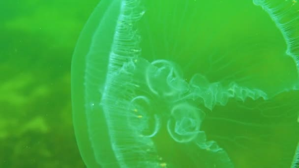 黒海の動物 アウレリア アウリタ ムーンゼリー ムーンクラゲ コモンクラゲ ソーサーゼリー — ストック動画
