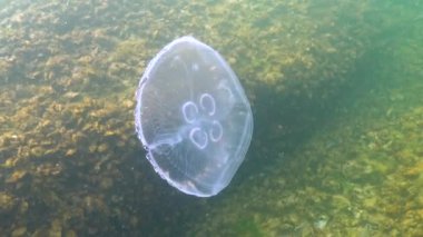 Karadeniz faunası. Aurelia aurita (Ay denizanası, Ay denizanası, yaygın denizanası, veya çay tabağı denizanası)
