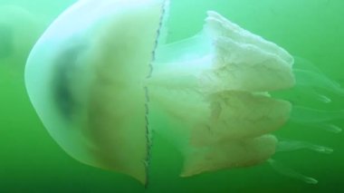 Dokunaçlara yakın çekim. Kalınlıkta yüzen (Rhizostoma pulmo), genellikle varil denizanası, fırfırlı ağızlı denizanası olarak bilinir). Karadeniz 