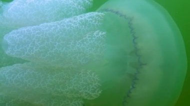 Dokunaçlara yakın çekim. Kalınlıkta yüzen (Rhizostoma pulmo), genellikle varil denizanası, fırfırlı ağızlı denizanası olarak bilinir). Karadeniz 