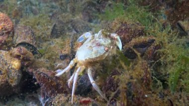 Yengeç (Liocarcinus holsatus). Karadeniz