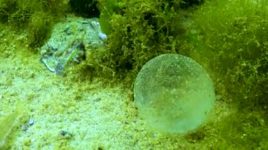 Polychaete deniz solucanının yumurtalarıyla sümüklü bir top.