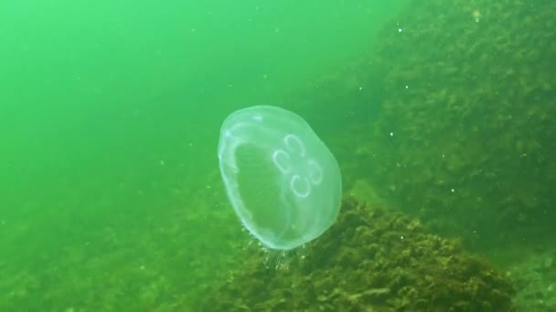 Fauna Mar Negro Aurelia Aurita Geleia Lunar Medusa Lunar Medusa — Vídeo de Stock