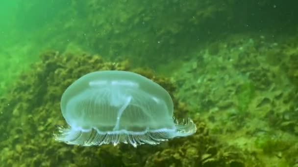 Fauna Mar Negro Aurelia Aurita Geleia Lunar Medusa Lunar Medusa — Vídeo de Stock