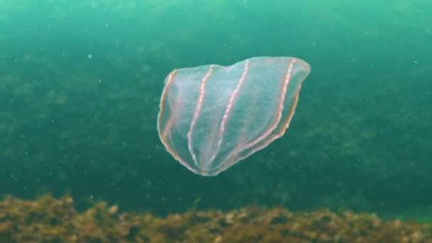 Ctenóforos Pente Predatório Invasor Medusas Para Mar Negro Medusas Beroé — Vídeo de Stock