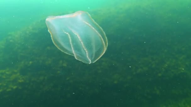 Ctenophores Drapieżny Grzebień Meduzy Najeźdźca Morze Czarne Meduzy Beroe Owate — Wideo stockowe