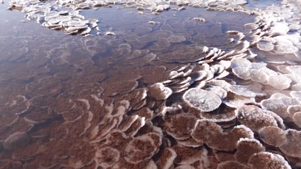 Estuaire Kuyalnik Mer Noire Sel Table Sous Forme Crêpes Rondes — Video