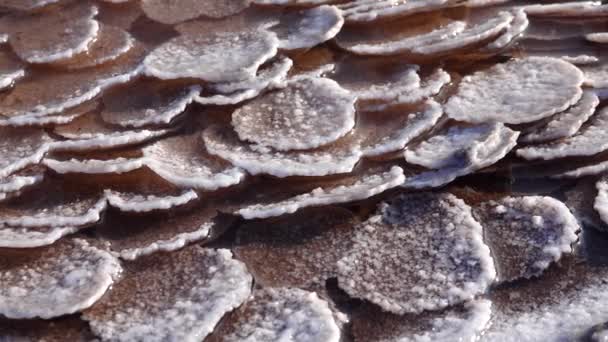 Kuyalnik Estuary Black Sea Table Salt Form Pancakes Bottom Bank — Stock Video