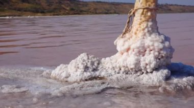 Salt Lake 'de. Ahşap kütüklere kendi kendine yerleşen tuz. Kuruyan bir gölde hipertuzlu su, çevresel bir sorun. Karadeniz, Ukrayna