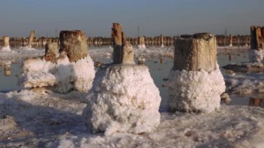 Salt Lake 'de. Ahşap kütüklere kendi kendine yerleşen tuz. Kuruyan bir gölde hipertuzlu su, çevresel bir sorun. Karadeniz, Ukrayna
