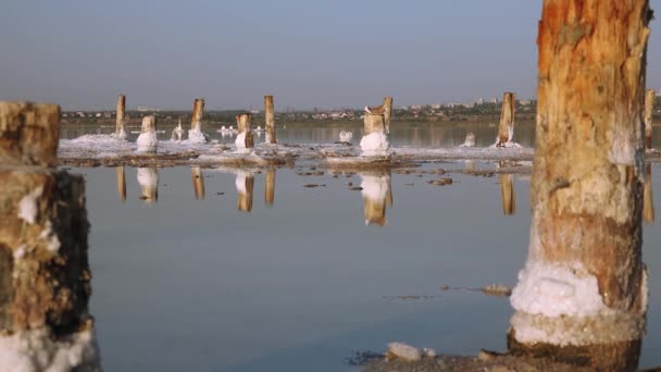Salt Lake Selbstabsetzendes Salz Auf Holzstämmen Salzhaltiges Wasser Einem Austrocknenden — Stockvideo