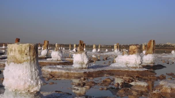 盐湖城木制原木上的自沉淀盐 一个干涸的湖中的过饱和水 是一个环境问题 乌克兰 — 图库视频影像